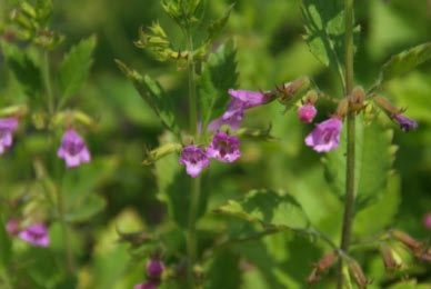 Clinopodium grandifloraGrote steentijm bestellen